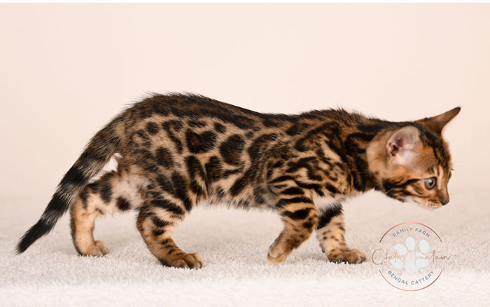 bengal kitten playing indoors with bright green eyes