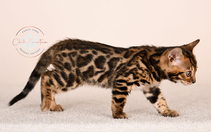 adorable brown bengal kitten standing profile view