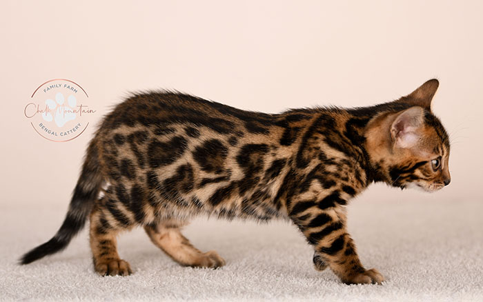 spotted bengal kitten with exotic coat pattern for sale
