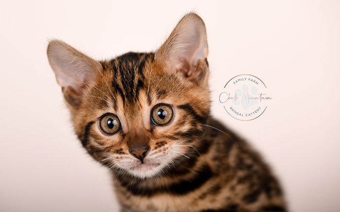bengal kitten resting on soft blanket looking sleepy