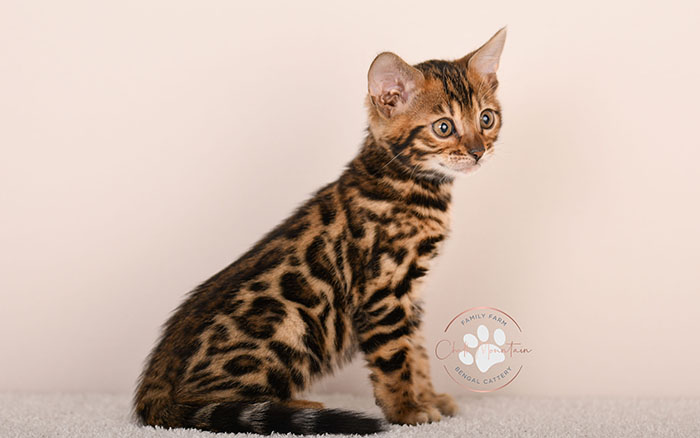 high quality bengal kitten with bold rosettes texas breeder