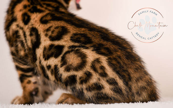 Bengal kitten for sale