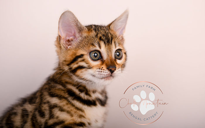 brown rosetted bengal kitten for sale in texas looking at camera