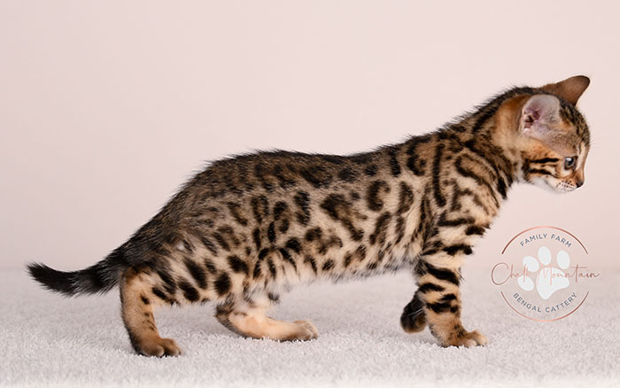 Bengal kitten for sale