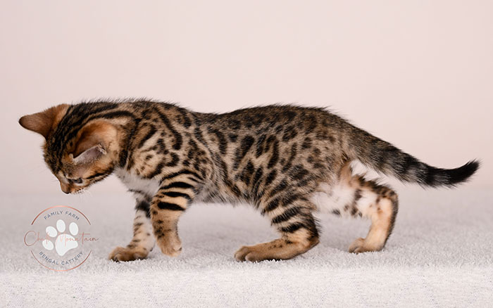 baby bengal cat sitting upright showing full body markings