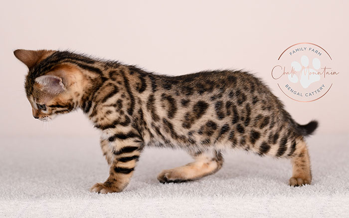 bengal kitten looking curious with ears forward