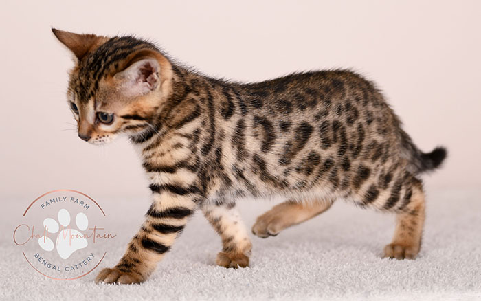 sweet bengal kitten relaxing indoors natural lighting