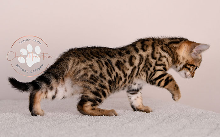 domestic bengal kitten with leopard print coat pattern