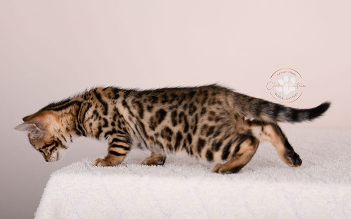 beautiful bengal kitten portrait from texas bengal breeder