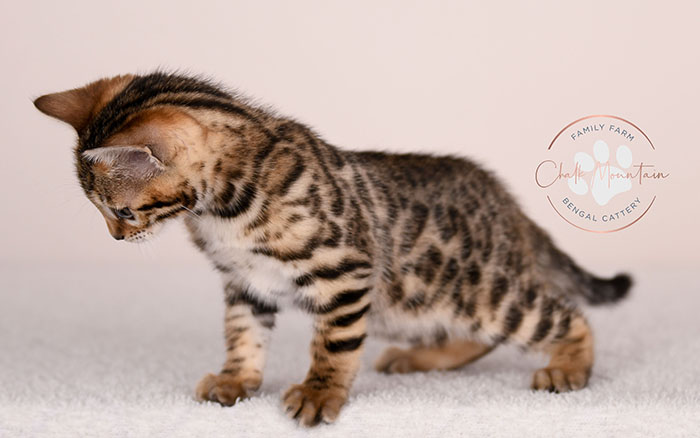 brown rosetted bengal kitten for sale in texas looking at camera