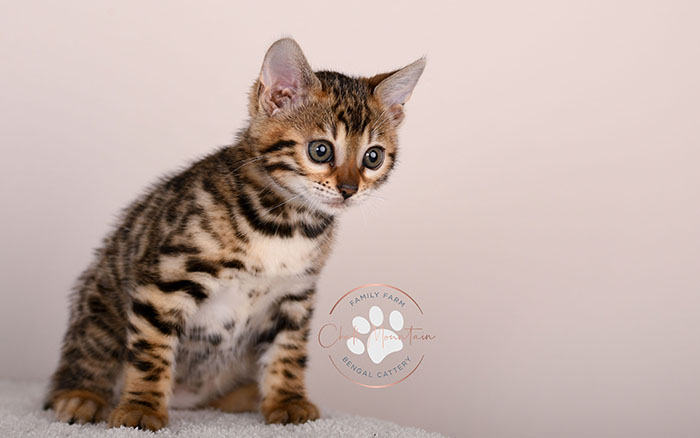 cute bengal kitten with leopard spots sitting on blanket