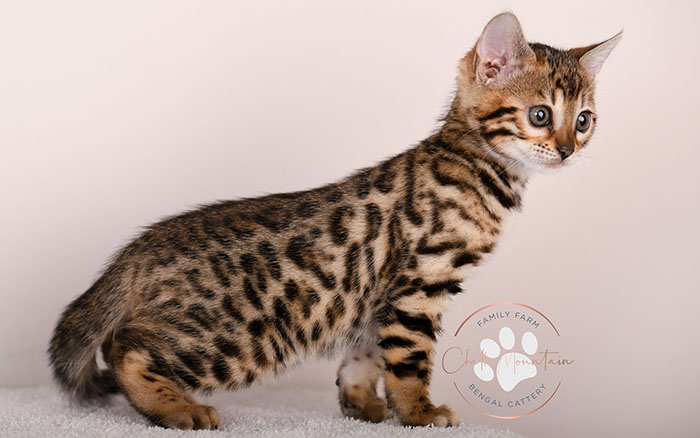 bengal kitten for sale