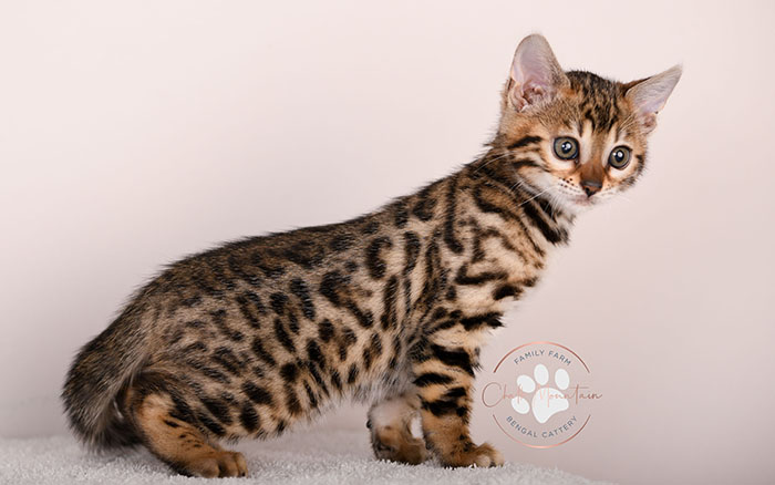 bengal kitten playing indoors with bright green eyes