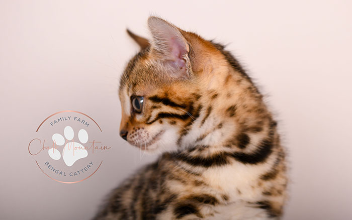 cute bengal kitten with leopard spots sitting on blanket