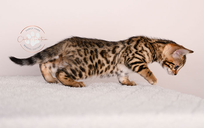 adorable brown bengal kitten standing profile view