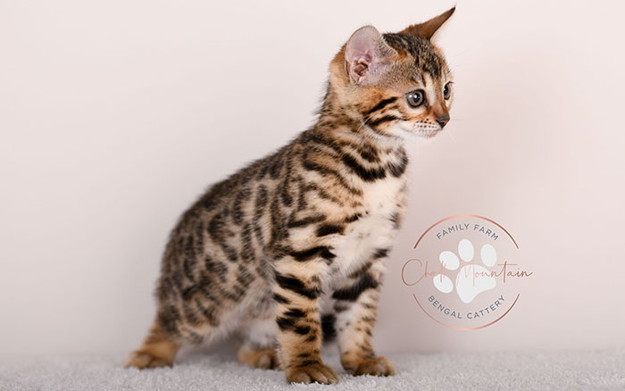 spotted bengal kitten with exotic coat pattern for sale