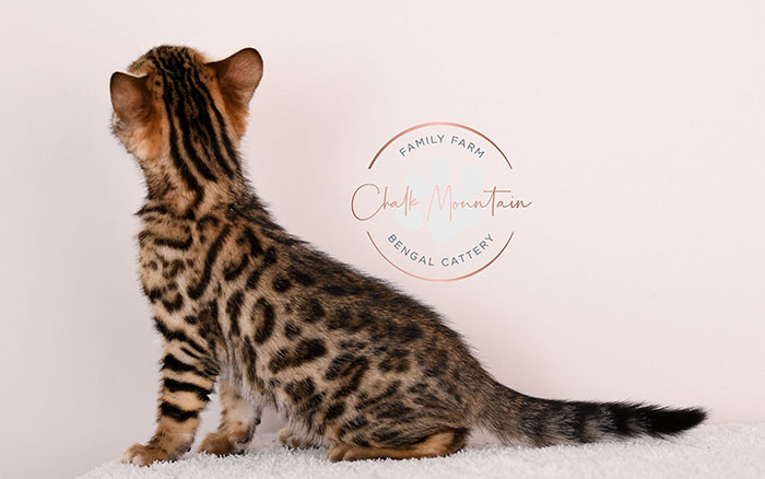 bengal kitten resting on soft blanket looking sleepy