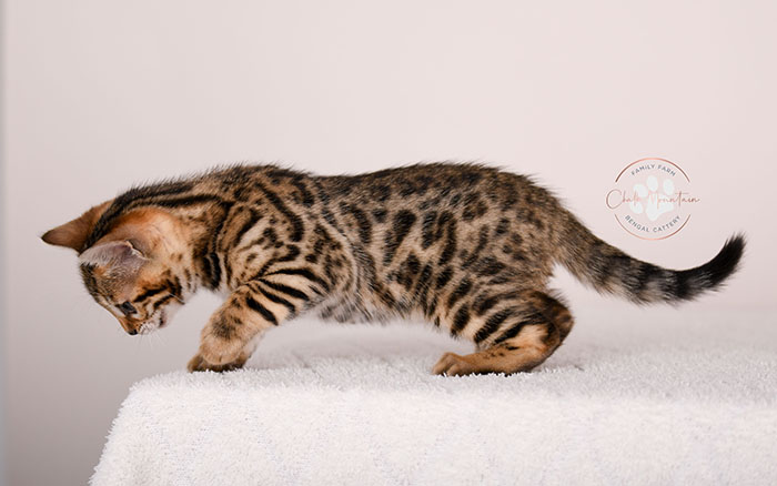 Bengal kitten for sale