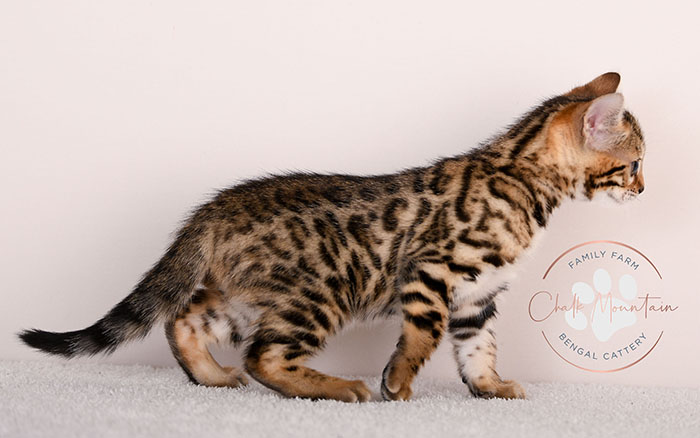 bengal kitten playing indoors with bright green eyes