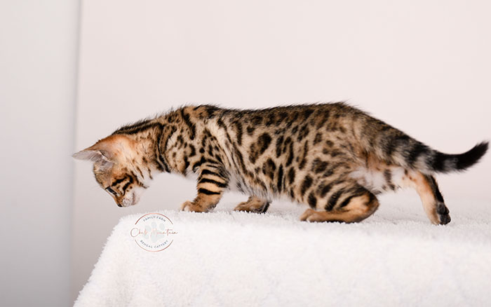 adorable brown bengal kitten standing profile view