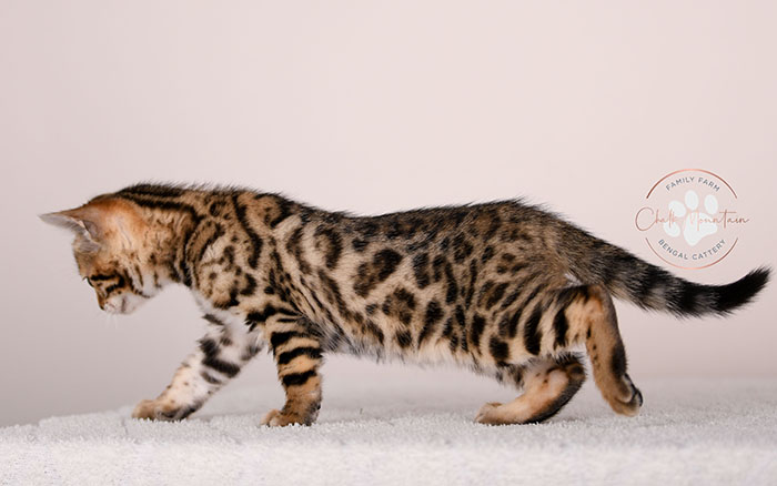 spotted bengal kitten with exotic coat pattern for sale