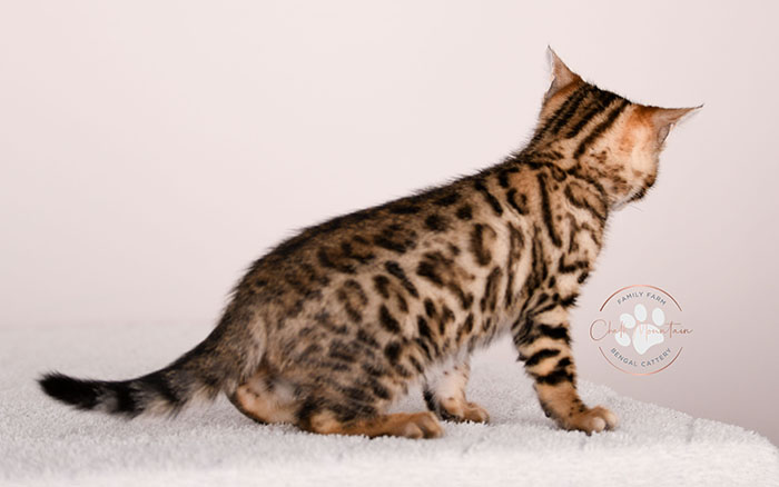 bengal kitten resting on soft blanket looking sleepy
