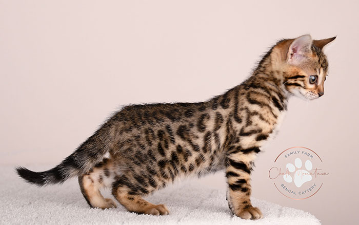 high quality bengal kitten with bold rosettes texas breeder