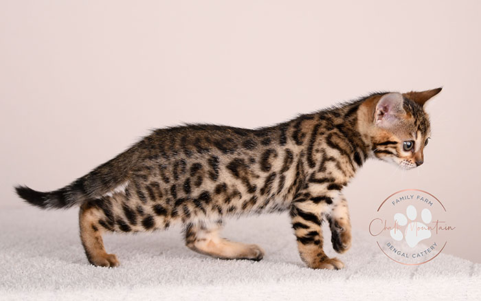 bengal kitten face close up with whiskers and markings