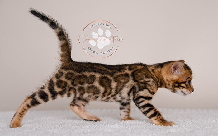 Bengal kitten for sale