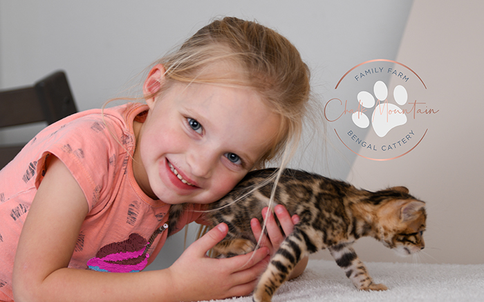 Bengal kitten for sale