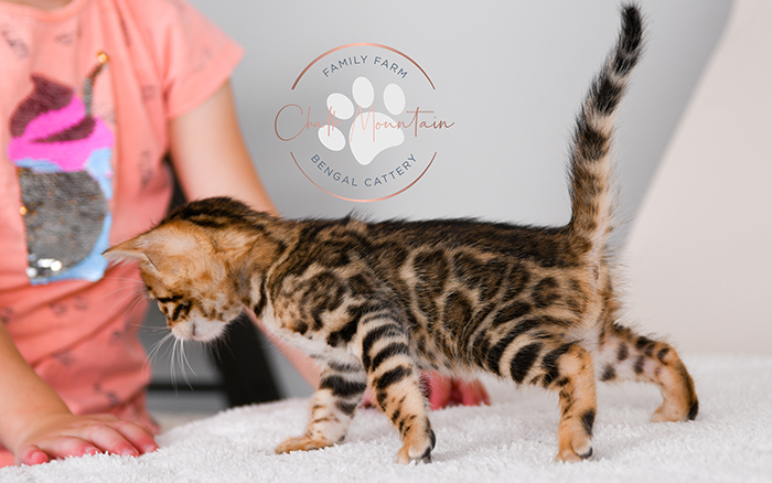 Bengal kitten for sale