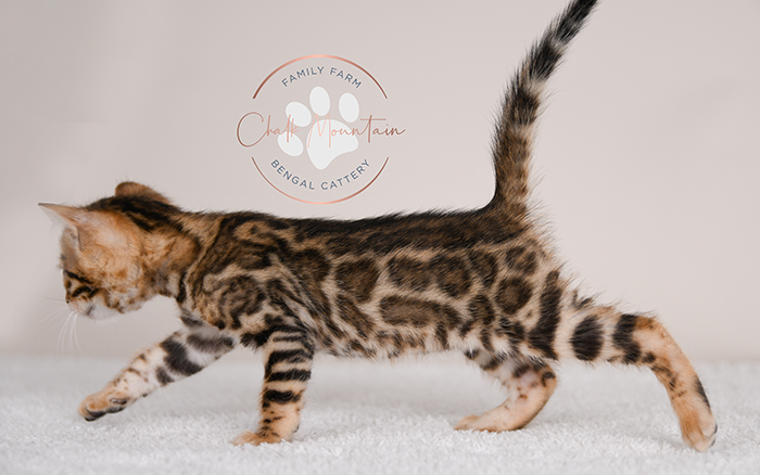 Bengal kitten for sale