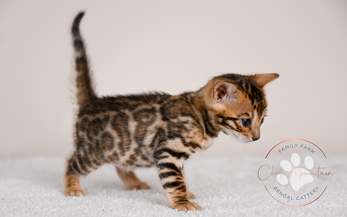 Bengal kitten for sale