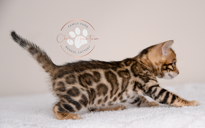 Bengal kitten for sale