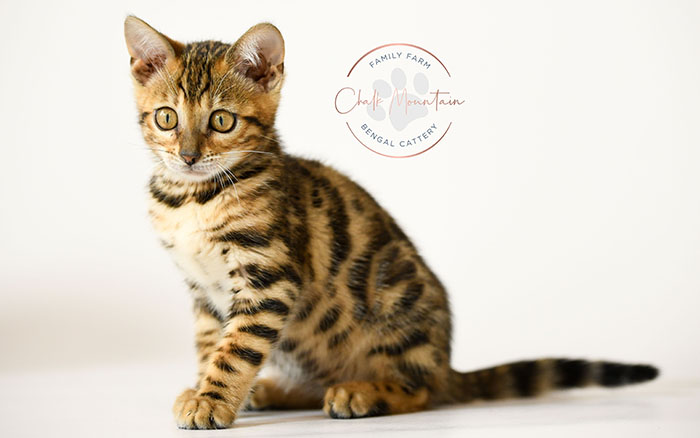 brown rosetted bengal kitten for sale in texas looking at camera