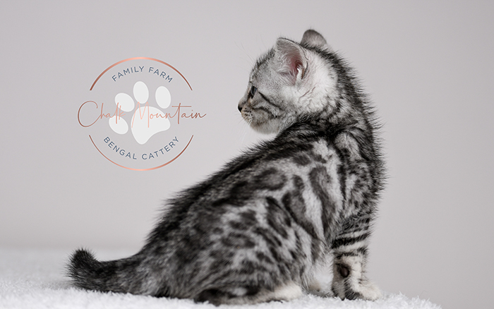 Dallas Texas Bengal Kitten breeder