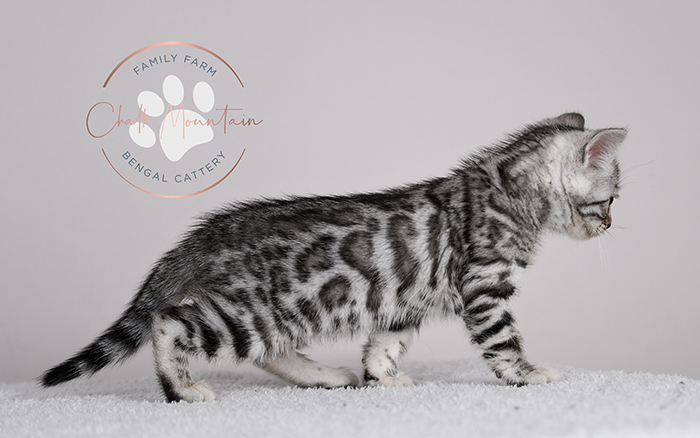 Amazing Bengal Breeders in Dallas Texas