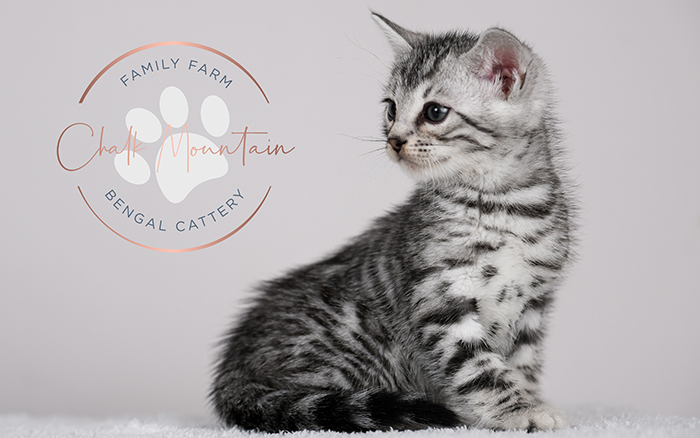 Sugarland Bengal Kittens for sale near Dallas TX