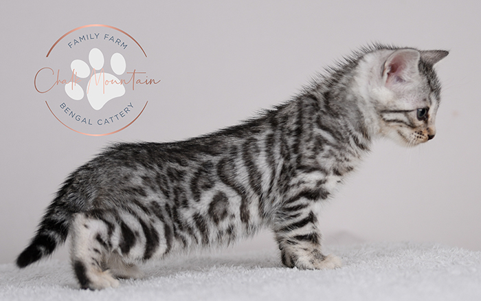 Fort Worth Texas Charcoal Bengal Kittens