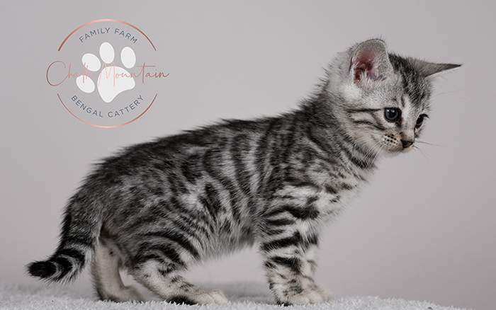 Bengal kitten for sale near Plano and Frisco