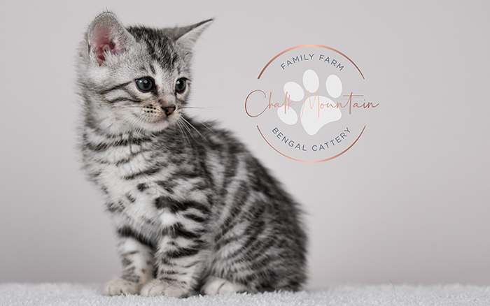 Bengal kitten adoption in katy texas near Flowermound