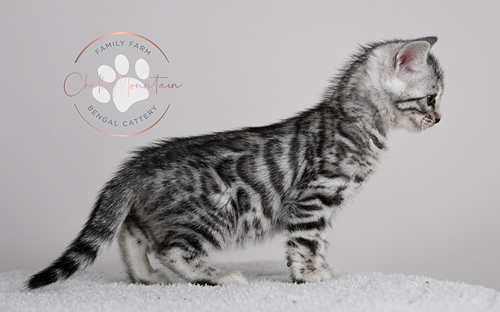 Amazing Bengal Breeders in DFW Dallas Fort Worth Texas