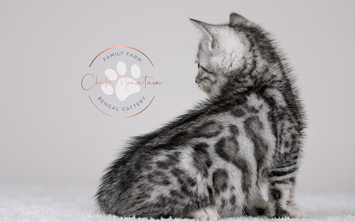 Bengal kitten for sale near the Metroplex