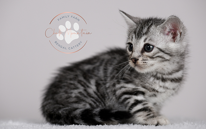 Bengal kitten adoption in katy texas near North Dallas