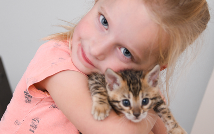 Bengal kitten for sale