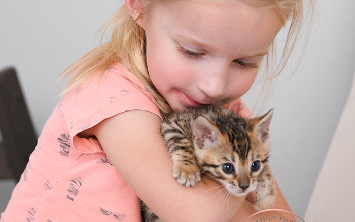 Bengal kitten for sale