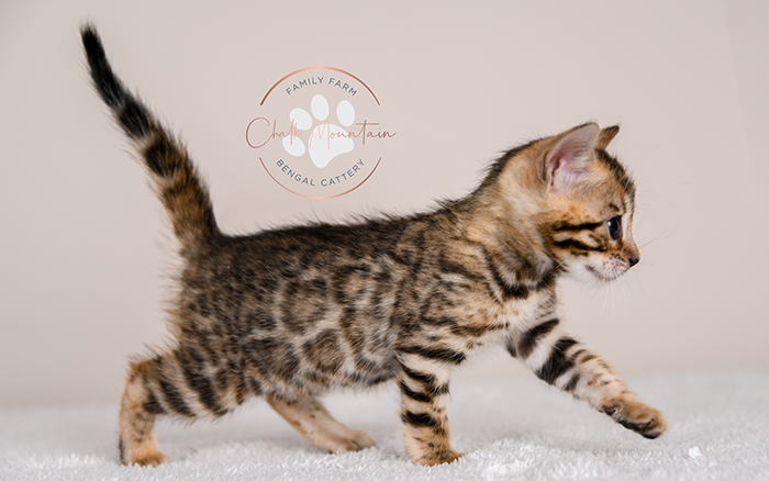Bengal kitten for sale