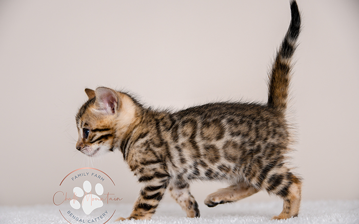 Bengal kitten for sale