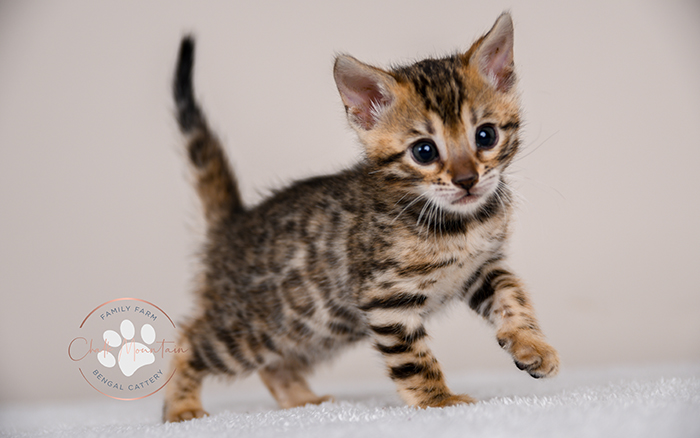 Bengal kitten for sale