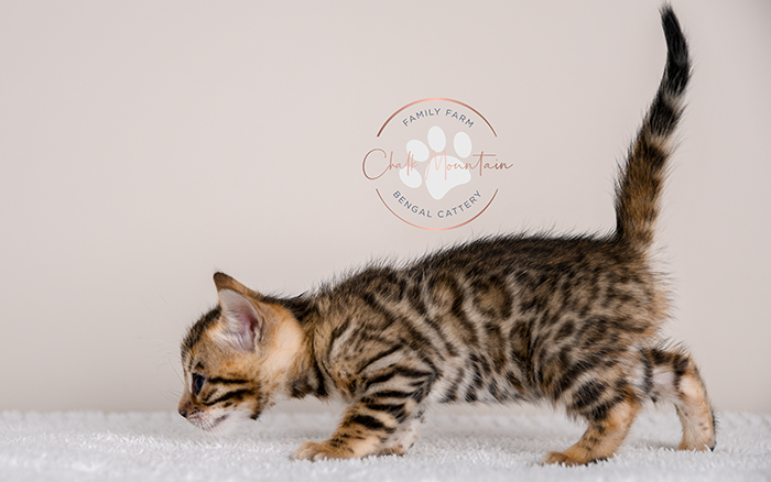 Bengal kitten for sale